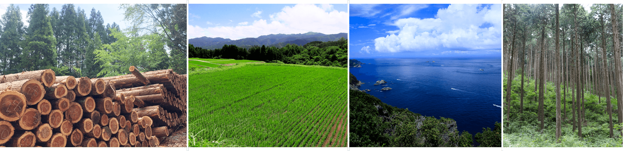 山を守ることは、自然環境を守ること